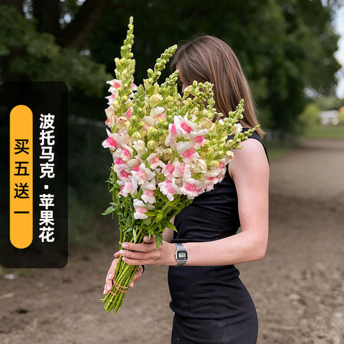 进口金鱼草种子波托马克/苹果花色Potomac（高型）切花盆栽春秋播