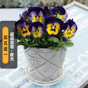 进口三色堇种子超级宾哥/夜光Midnight Glow大花猫脸花盆栽秋播