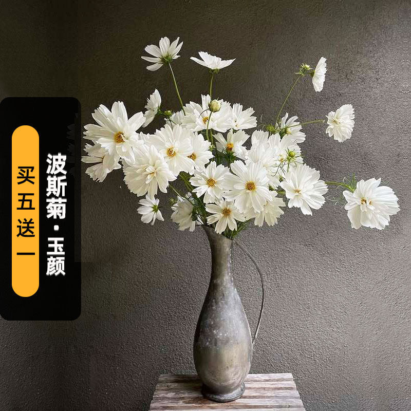 波斯菊/玉颜种子100粒Fizzy White碳酸白格桑花种籽室内盆栽春播图片