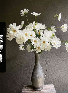 波斯菊/玉颜种子100粒Fizzy White碳酸白格桑花种籽室内盆栽春播