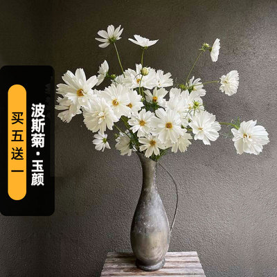 波斯菊/玉颜种子100粒Fizzy White碳酸白格桑花种籽室内盆栽春播