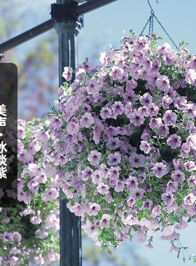 进口垂吊矮牵牛种子美声/冰淡紫色Lilac Ice矮生多花盆栽春秋播