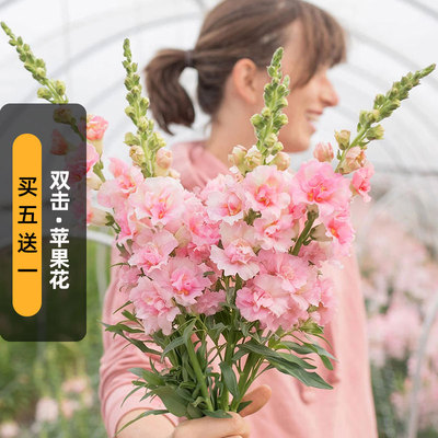 进口重瓣金鱼草种子双击/苹果花色DoubleShot中高型切花盆栽秋播