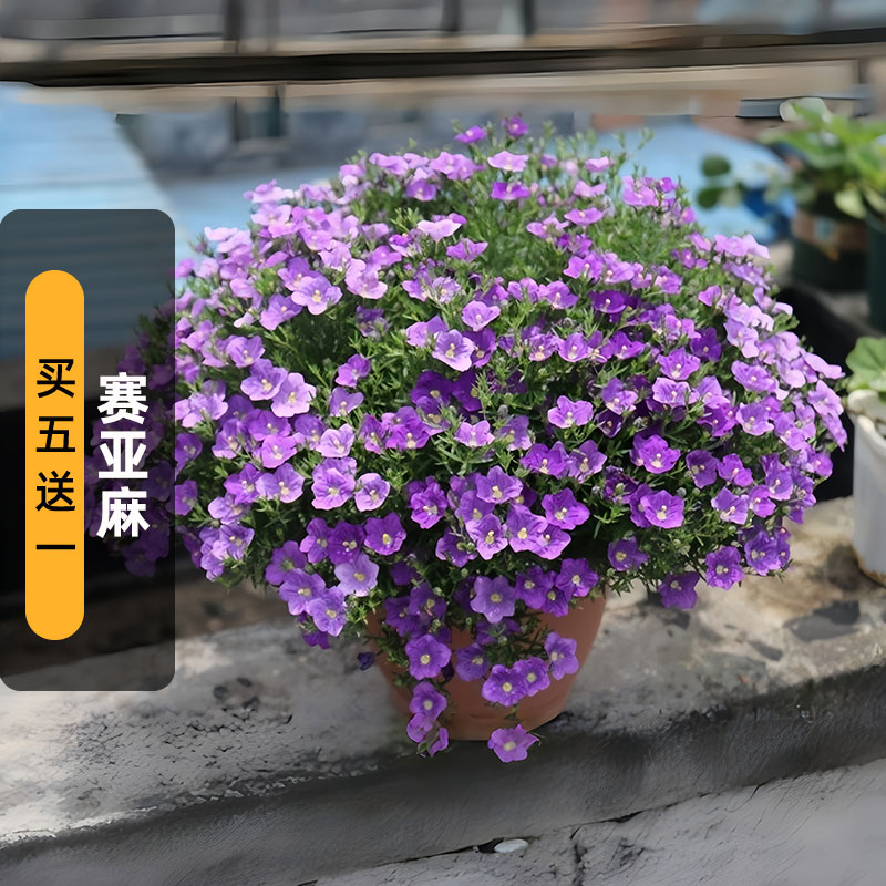 赛亚麻种子100粒Cupflower 银杯花高杯花矮生花种子阳台盆栽春播