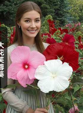 大花芙蓉葵种子100粒Rose Mallow草秋葵花籽多年生宿根盆栽春秋播