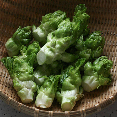 SF早熟芥菜娃娃菜秋季蔬菜