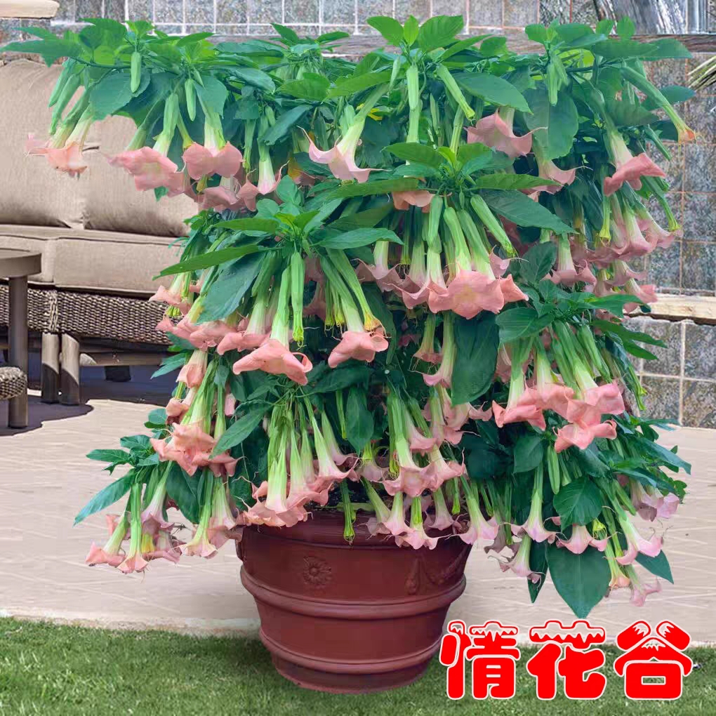 变色双色木本曼陀罗花苗多年生四开花阳台庭院盆栽别墅花园植物