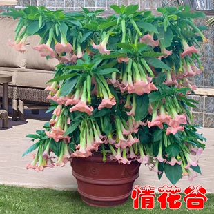 变色双色木本曼陀罗花苗多年生四开花阳台庭院盆栽别墅花园植物