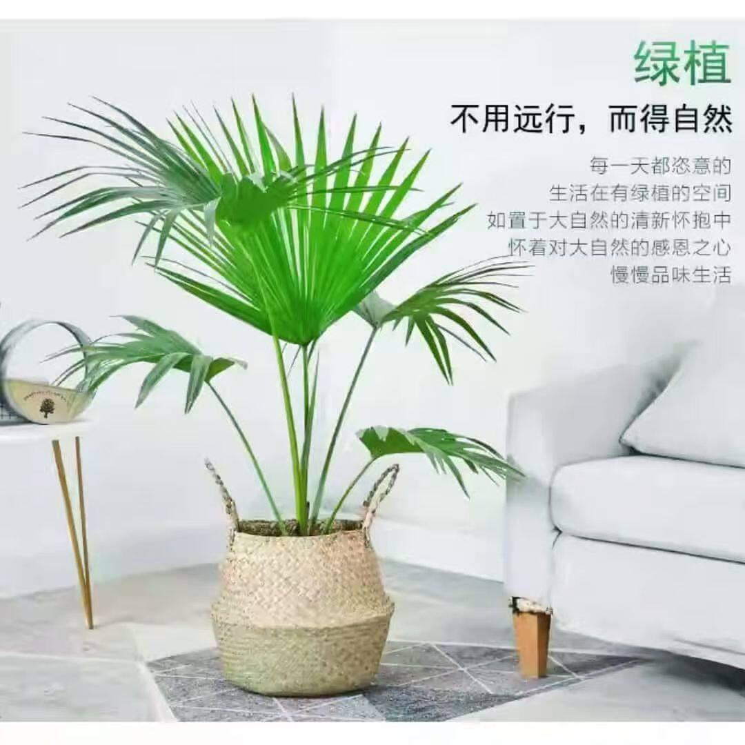 山棕棕竹盆栽耐寒耐旱植物室内外四季常青进化空气盆景别墅绿植