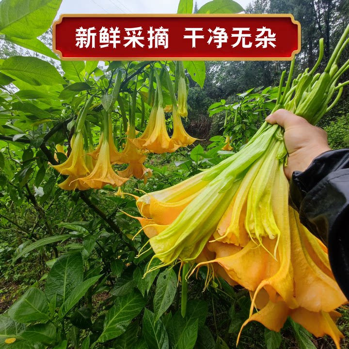 多年生曼陀罗花干 大喇叭花  曼陀罗花 狗核桃干果带籽干花狗核桃