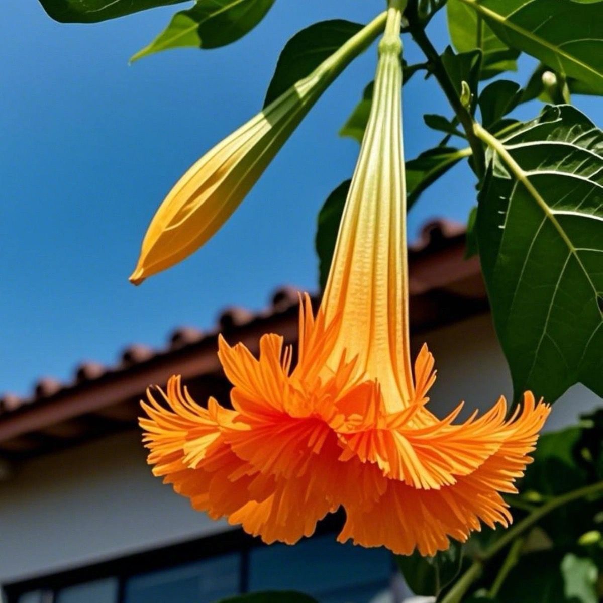 别墅庭院民宿花园多年生多季开花木本曼陀罗花苗阳台盆栽花境植物