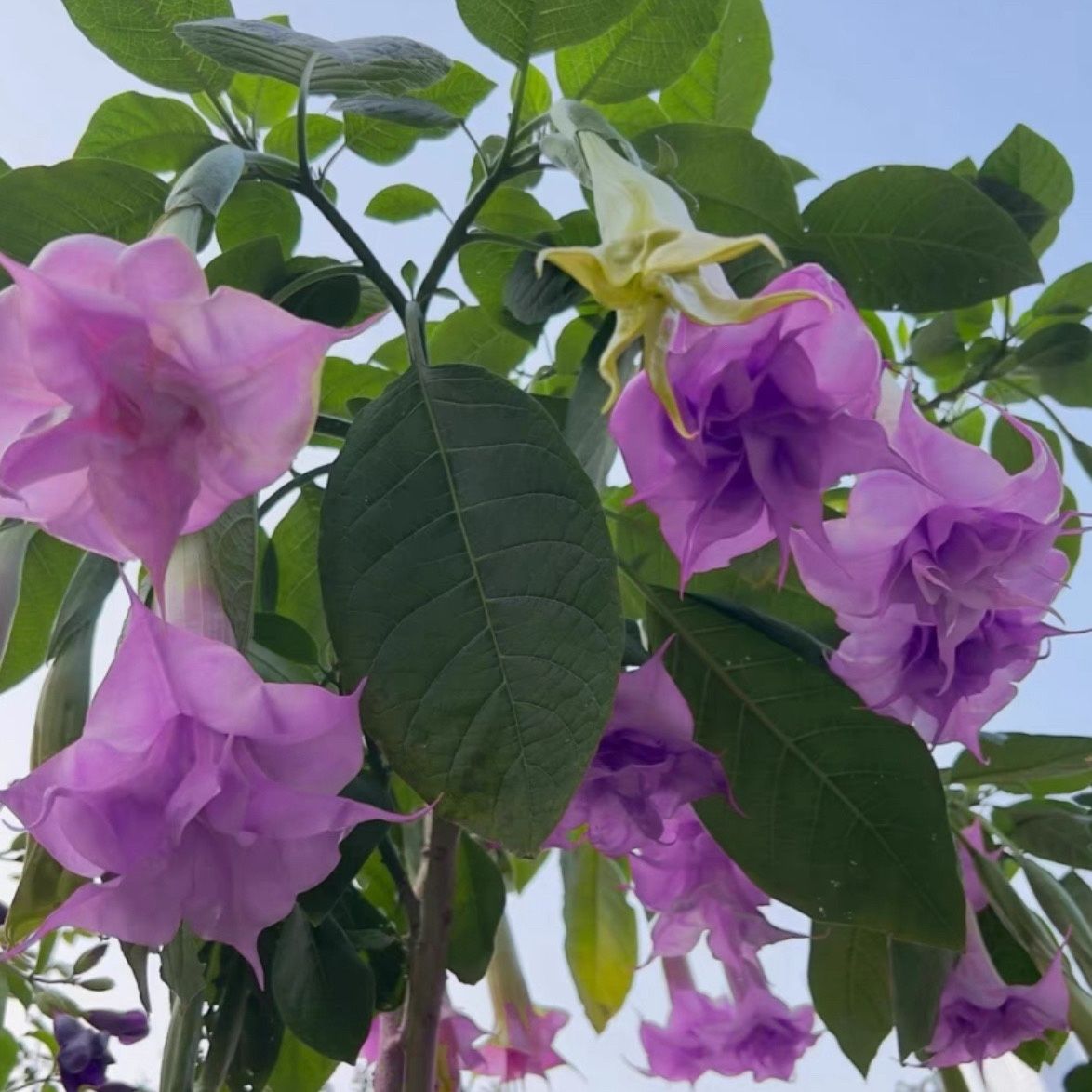 变色双色木本曼陀罗花苗多年生开花阳台庭院盆栽别墅花园植物