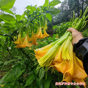 木本大花曼陀罗花苗树苗多年生多季开花阳台庭院盆栽别墅民宿花园