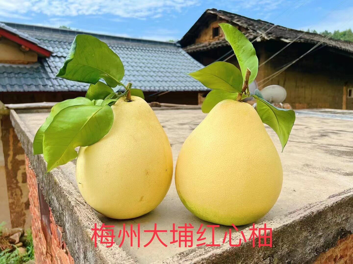 正宗梅州大埔红心柚蜜柚新鲜水果柚子