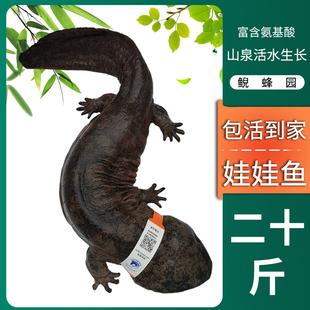 娃娃鱼活体20斤一条滋补月子餐水产肉类活鱼特大食用优质大鲵水产