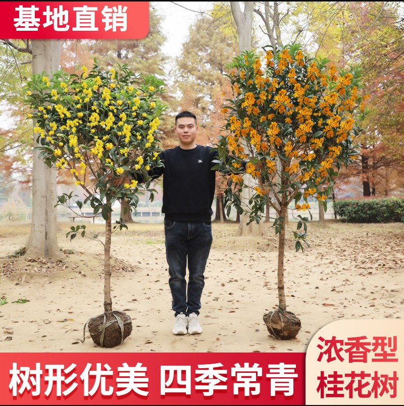 桂花树苗地栽四季常青桂花树金桂丹桂大树苗庭院植物阳台浓香花卉