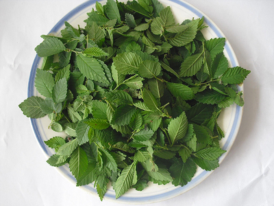 新鲜干榆树叶龙猫牧草垫料榆钱叶