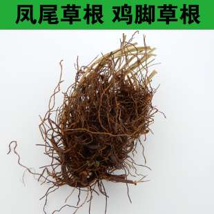 中药材大山凤尾草根鸡爪草根鸡脚草根新鲜晒干井栏草根金鸡尾草根