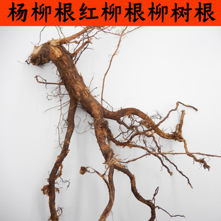 中药材柳树根 杨柳根 水柳须 红龙根青龙根 正品 红柳根 柳须包邮