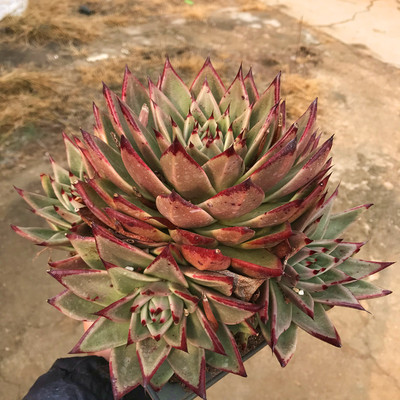 陌上花乌木老桩多肉植物