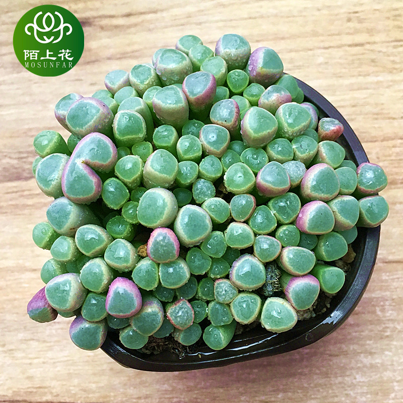 五十铃玉多肉植物桌面盆栽陌上花图片