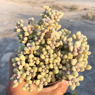 萌肉肉组合盆栽花卉 肉肉植物 陌上花 多肉植物 丸叶姬秋丽老桩