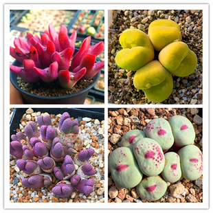 精品肉锥多肉植物一物一拍 拉登少将风铃毛汉尼毛杂灯泡 陌上花