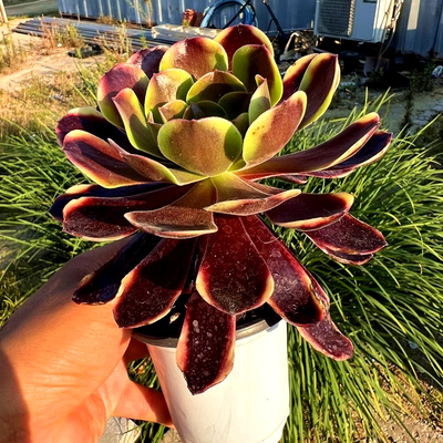 欧嘉丽法师 多肉植物 肉肉植物 室内阳台绿植盆栽花卉 陌上花