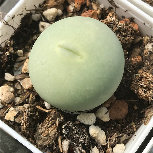 鸽子蛋多肉植物陌上花