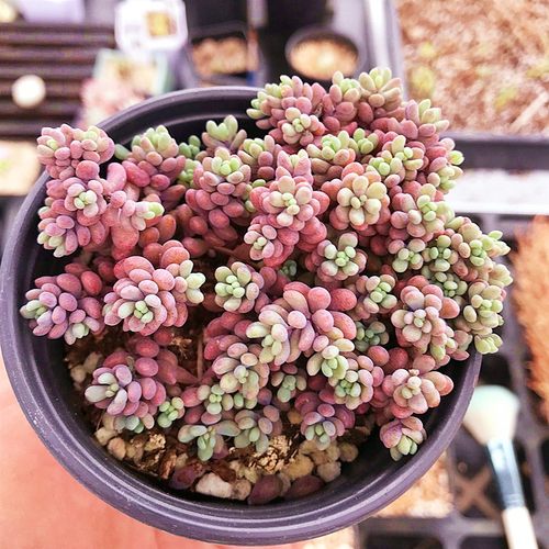 大姬星美人 多肉植物 肉肉植物 萌肉肉组合盆栽 室内花卉 陌上花