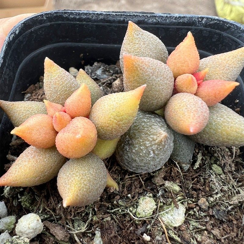 小辣椒水泡 多肉植物 肉肉植物 室内阳台绿植盆栽花卉 陌上花,鲜花速递/花卉仿真/绿植园艺,多肉植物,淘宝优惠券,粉丝福利购,淘宝优惠卷