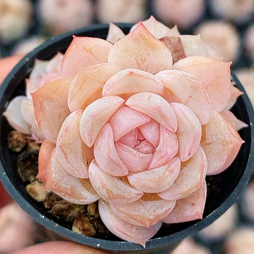 纯爱 糖心多肉植物 肉肉植物 室内阳台绿植盆栽花卉 陌上花