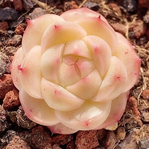 桃蛋血罗乌木冰玉梦露多肉植物