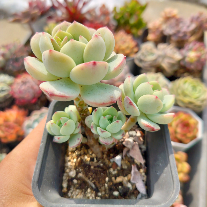 香草老桩 多肉植物 肉肉植物 萌肉肉组合盆栽室内阳台花卉 陌上花