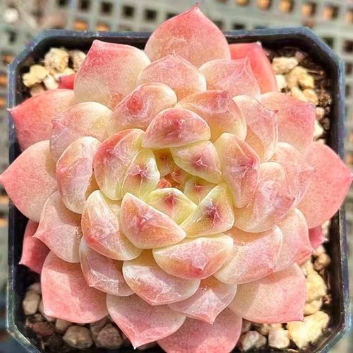 冰魄糖心暗纹多肉植物陌上花