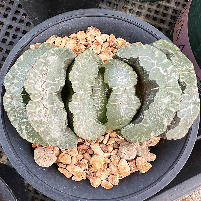 猛犸玉扇 玉露十二卷 多肉植物 室内阳台绿植盆栽花卉 陌上花