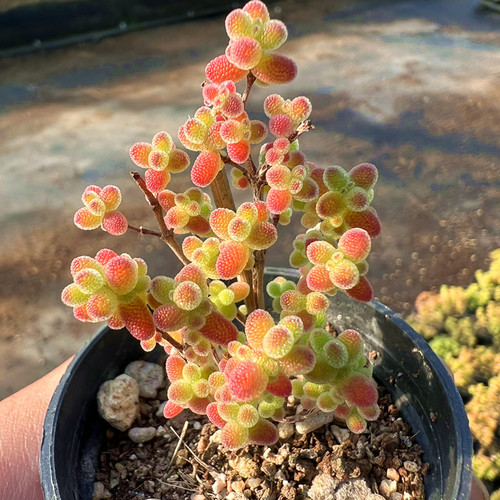 蜜橘糖球枝干番杏多肉植物