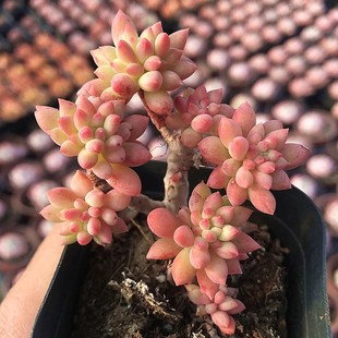 室内花卉 龙骨玉坠 萌肉肉组合盆栽 肉肉植物 陌上花 多肉植物