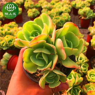 鸡蛋碧桃老桩 多肉植物 室内阳台办公桌桌面盆栽花卉陌上花