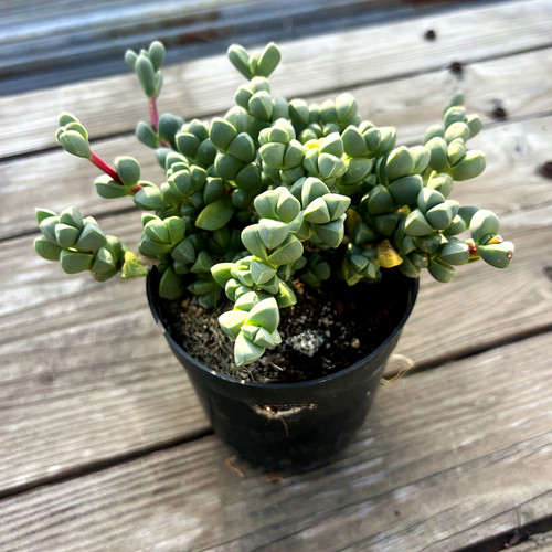 鹿角海棠老桩 多肉植物 肉肉植物 室内阳台绿植盆栽花卉 陌上花