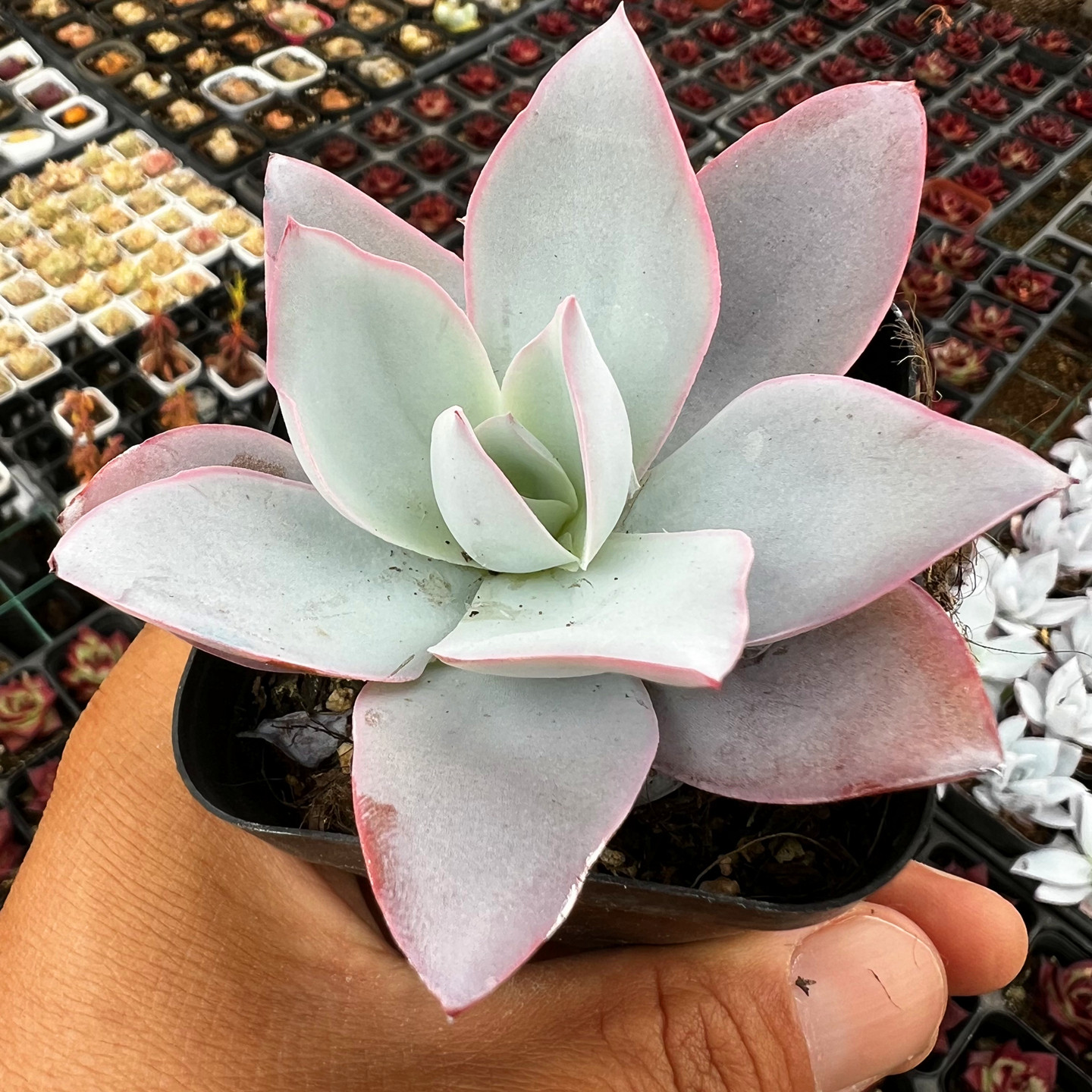 广寒宫多肉植物室内阳台办公桌桌面盆栽绿植花卉陌上花