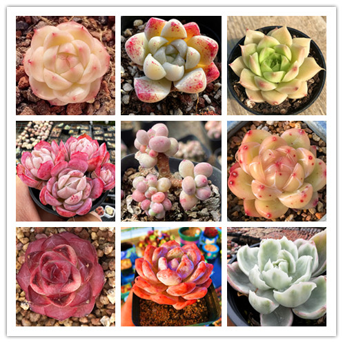 精品多肉植物麦秆桃蛋冰玉陌上花