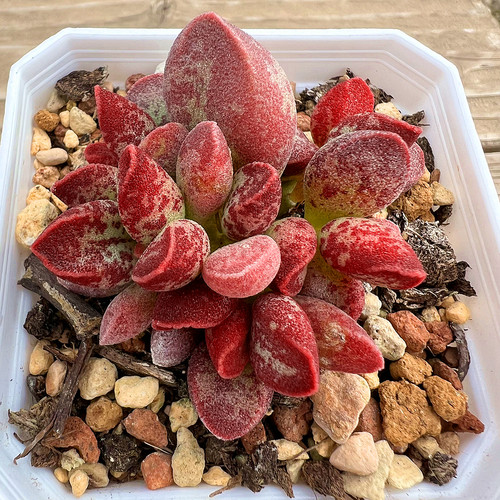 艾薇水泡精品多肉植物陌上花