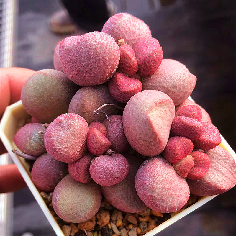 夏娃水泡 多肉植物 肉肉植物 萌肉肉组合盆栽  室内花卉 陌上花