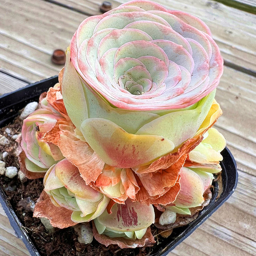 落夕山地玫瑰多肉植物陌上花