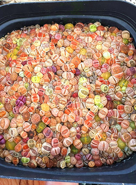 陌上花生石花带盆发货陌上花