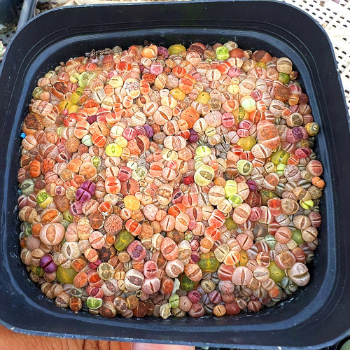 陌上花生石花带盆发货陌上花