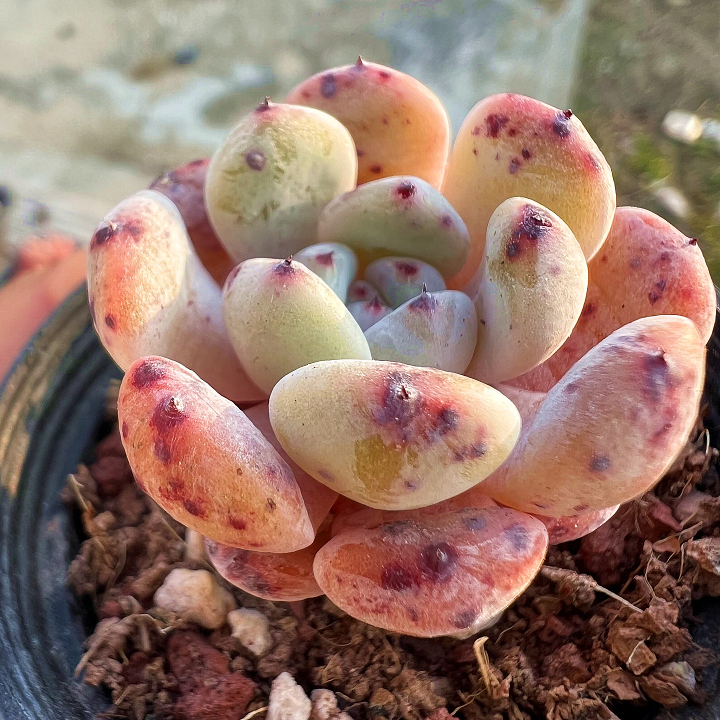 黑爪 多肉植物 肉肉植物 室内阳台绿植盆栽花卉 陌上花,鲜花速递/花卉仿真/绿植园艺,多肉植物,淘宝优惠券,粉丝福利购,淘宝优惠卷
