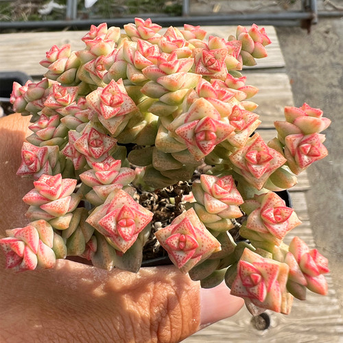 陌上花彩色蜡笔多肉植物