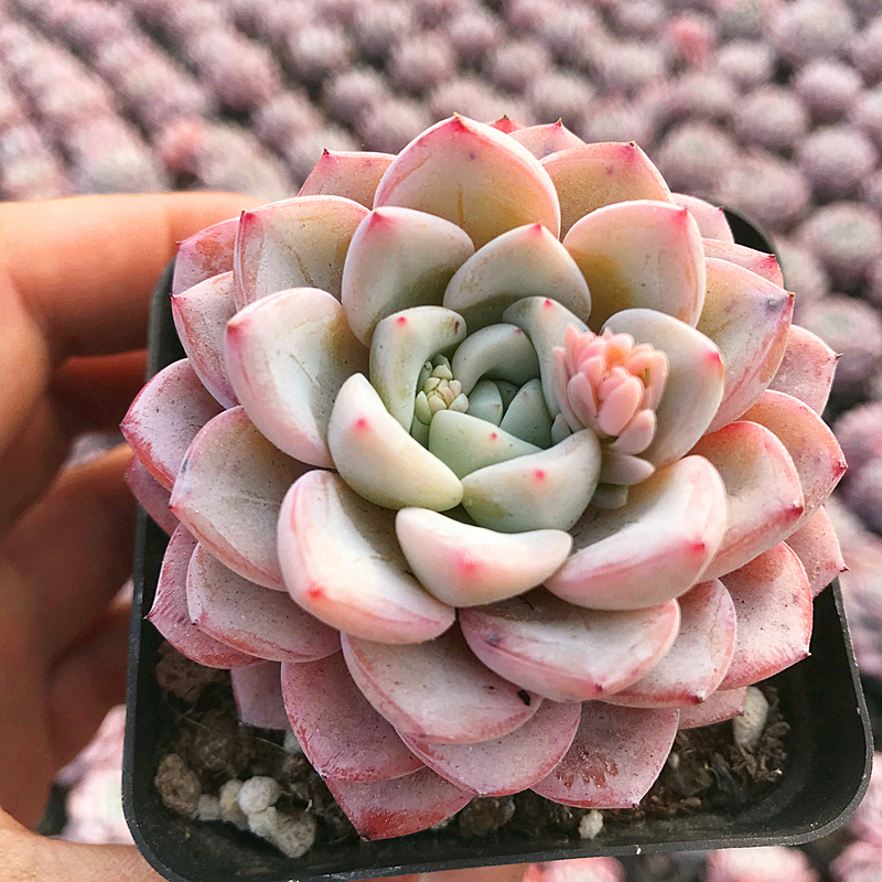 维特 多肉植物 肉肉植物 萌肉肉组合盆栽室内阳台花卉 陌上花